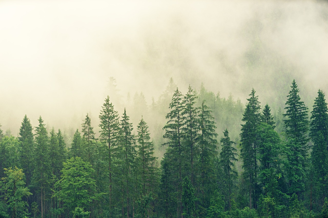 forest, trees, cool backgrounds-3622519.jpg